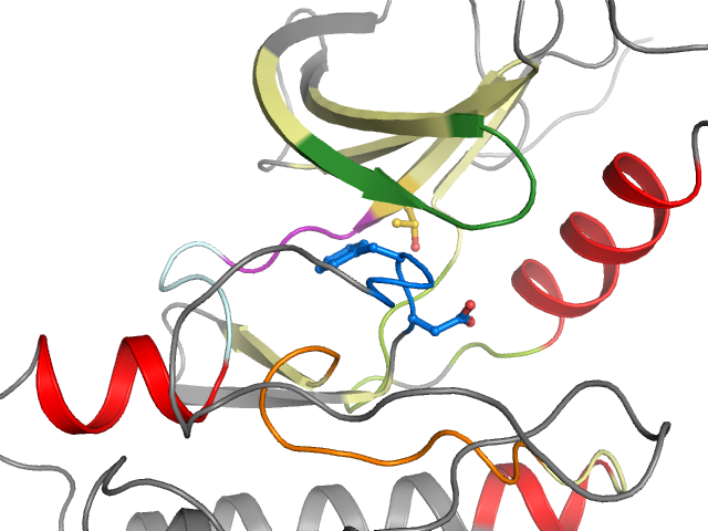 The orthosteric binding pocket