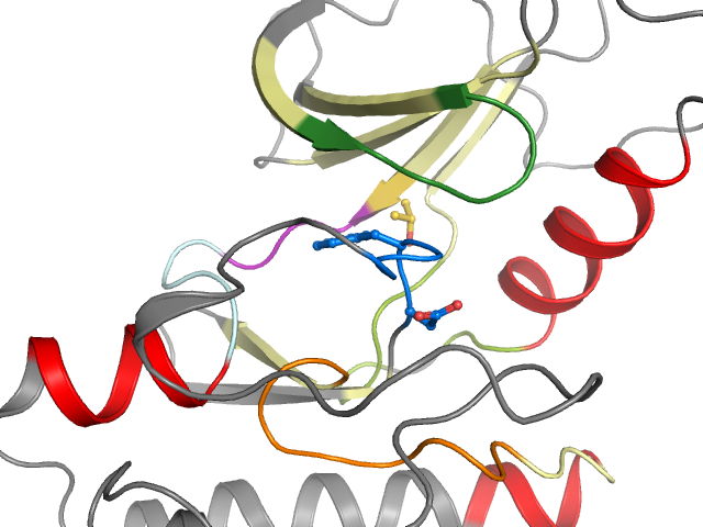 The orthosteric binding pocket