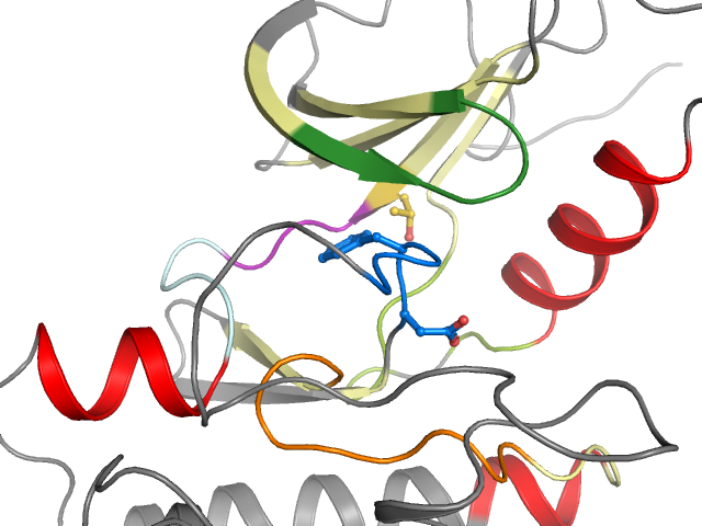 The orthosteric binding pocket