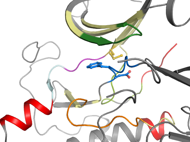 The orthosteric binding pocket