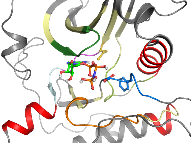 The orthosteric binding pocket