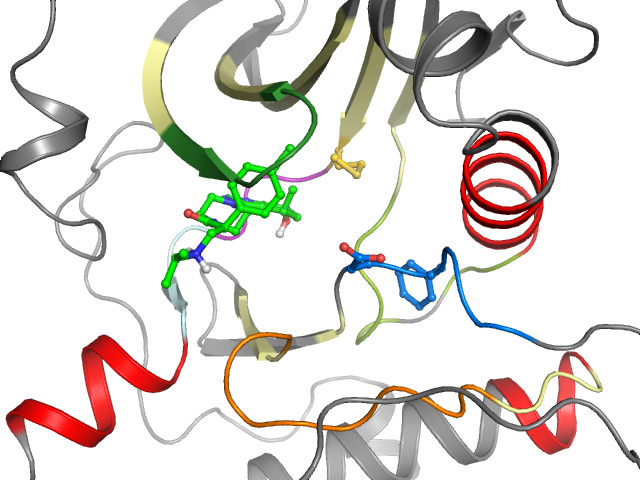 The orthosteric binding pocket