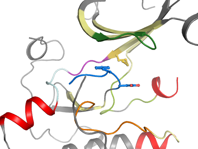 The orthosteric binding pocket