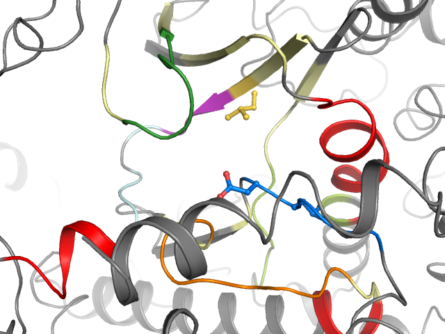 The orthosteric binding pocket