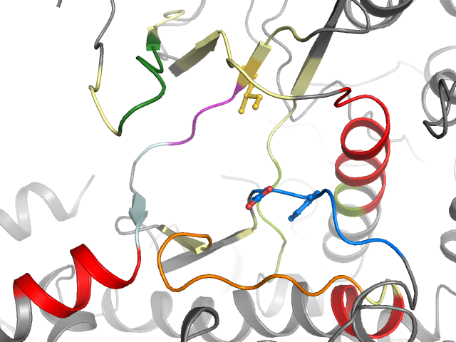 The orthosteric binding pocket