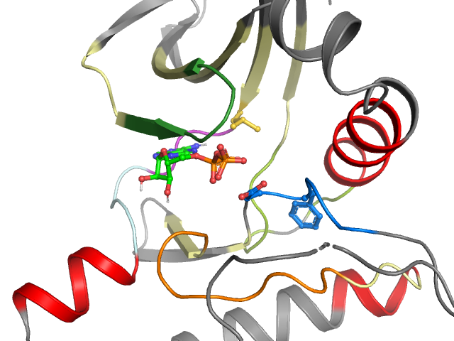 The orthosteric binding pocket