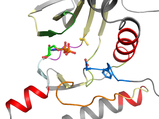 The orthosteric binding pocket