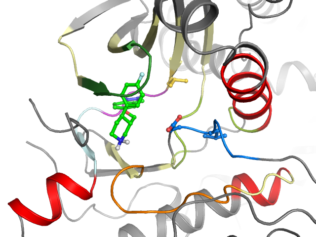 The orthosteric binding pocket