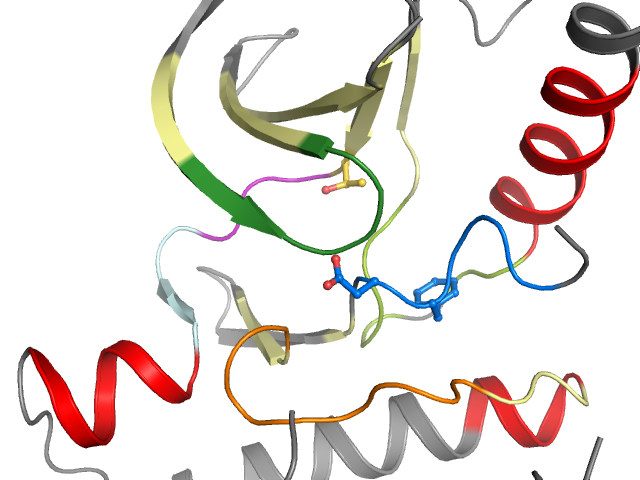 The orthosteric binding pocket