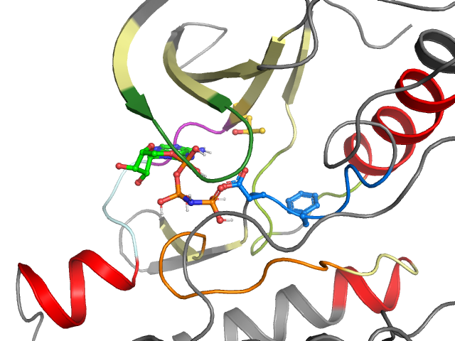 The orthosteric binding pocket