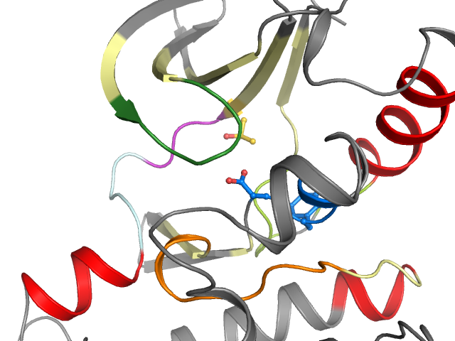 The orthosteric binding pocket