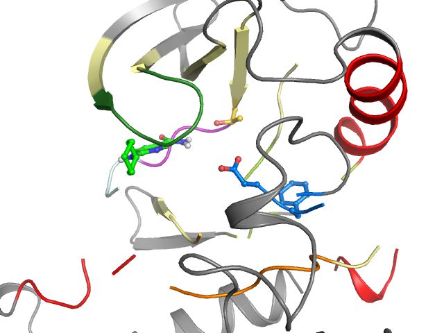 The orthosteric binding pocket