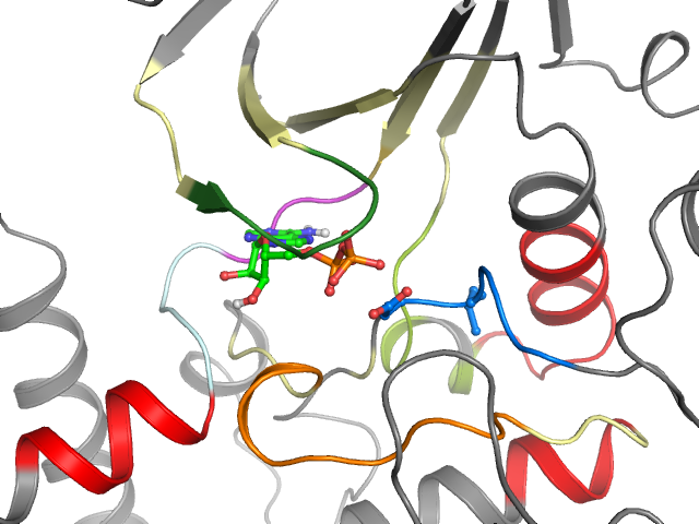 The orthosteric binding pocket