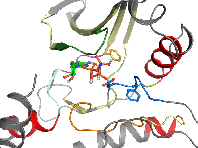 The orthosteric binding pocket