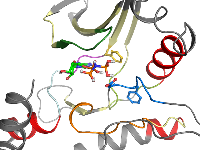 The orthosteric binding pocket