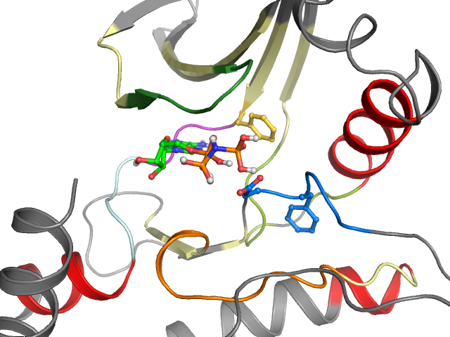 The orthosteric binding pocket