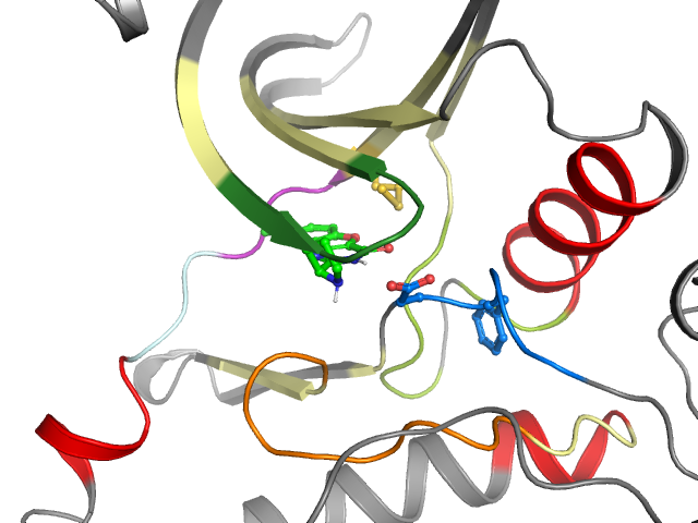 The orthosteric binding pocket
