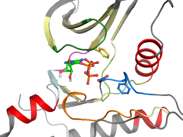 The orthosteric binding pocket