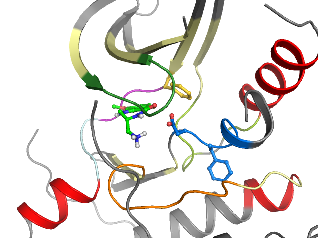 The orthosteric binding pocket