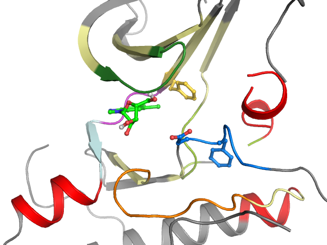 The orthosteric binding pocket