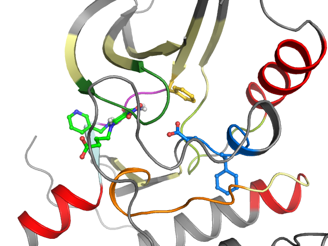 The orthosteric binding pocket
