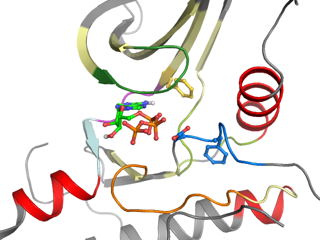 The orthosteric binding pocket