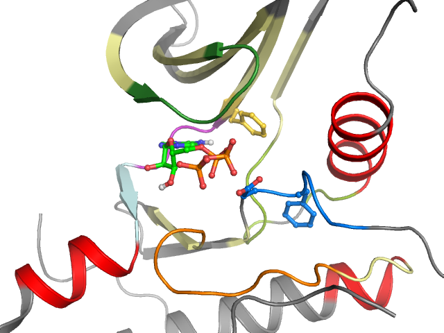 The orthosteric binding pocket