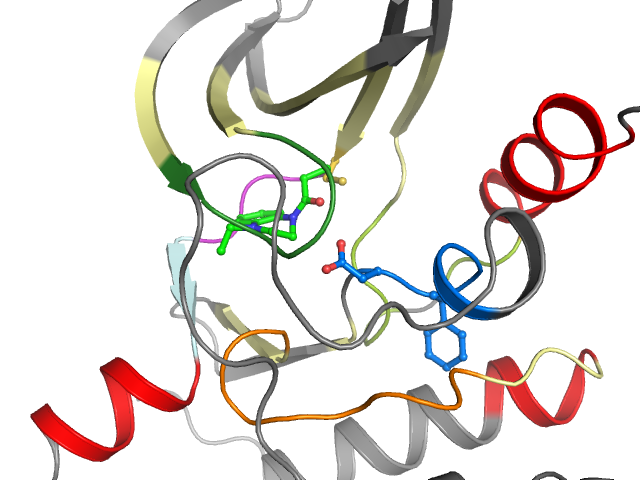 The orthosteric binding pocket