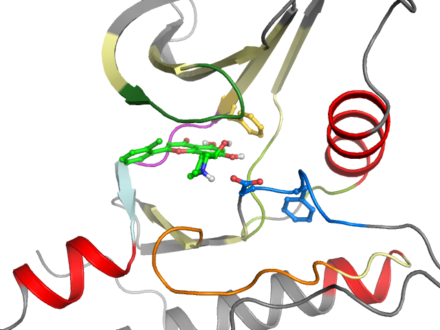 The orthosteric binding pocket