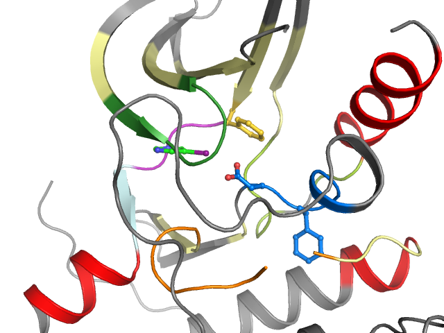 The orthosteric binding pocket