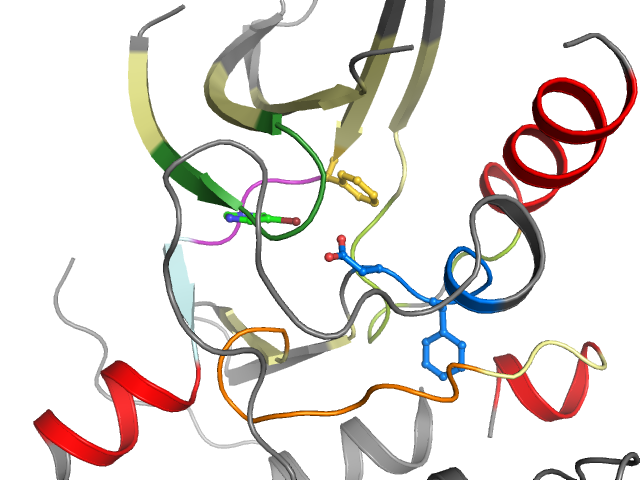 The orthosteric binding pocket