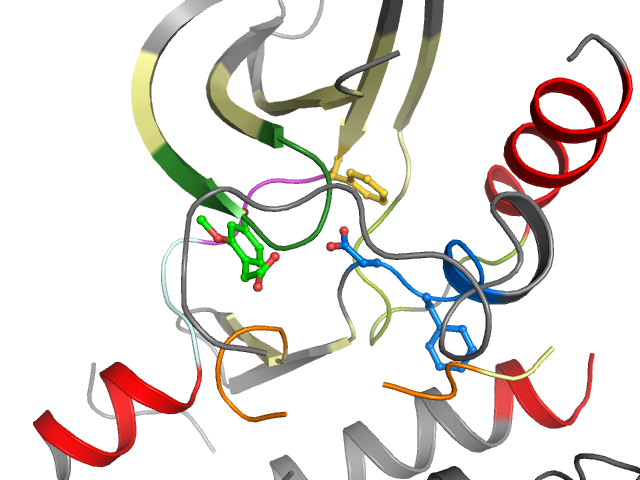 The orthosteric binding pocket