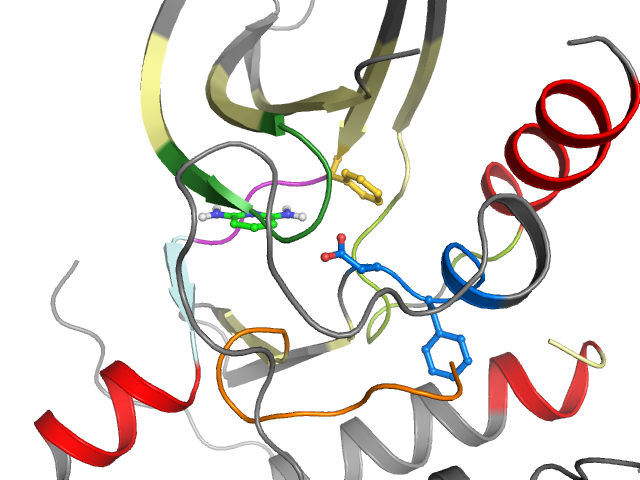 The orthosteric binding pocket