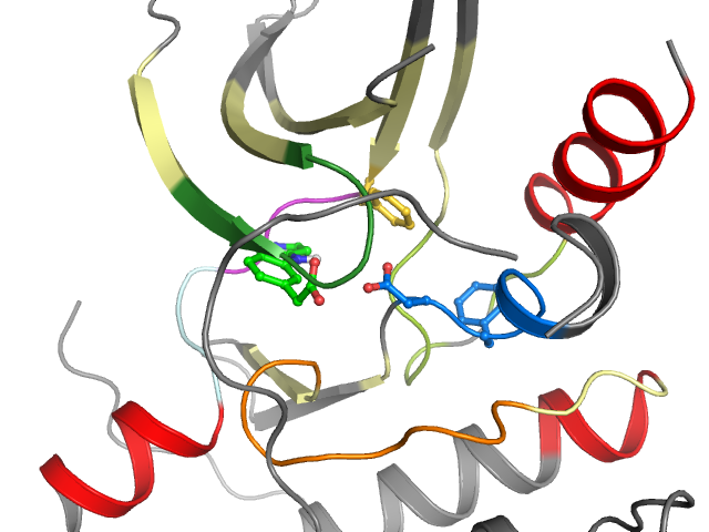 The orthosteric binding pocket