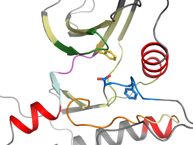 The orthosteric binding pocket