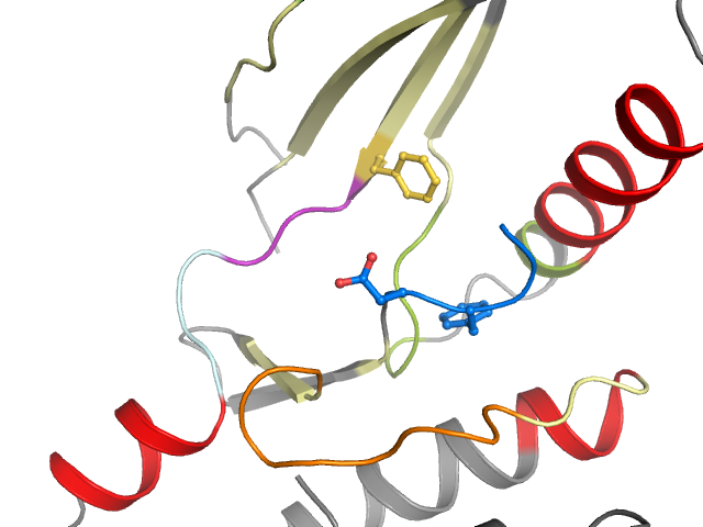 The orthosteric binding pocket