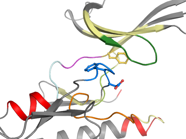 The orthosteric binding pocket