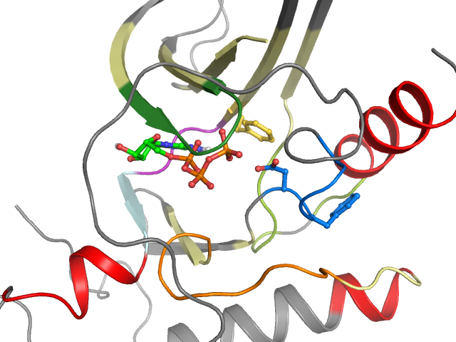 The orthosteric binding pocket