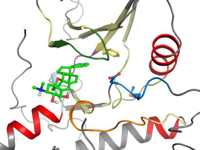 The orthosteric binding pocket