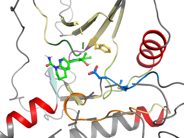 The orthosteric binding pocket