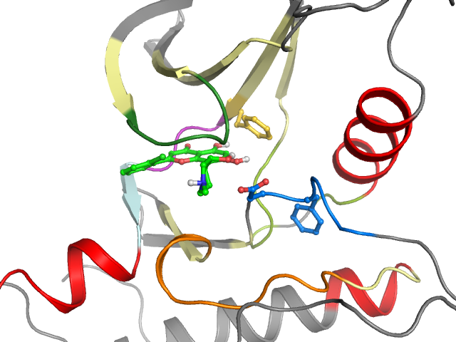 The orthosteric binding pocket