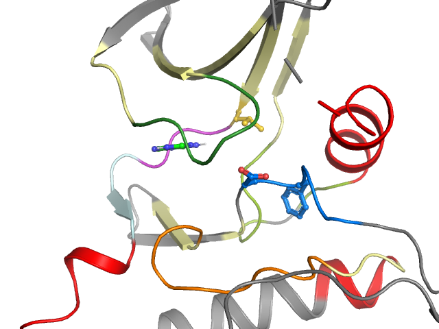 The orthosteric binding pocket