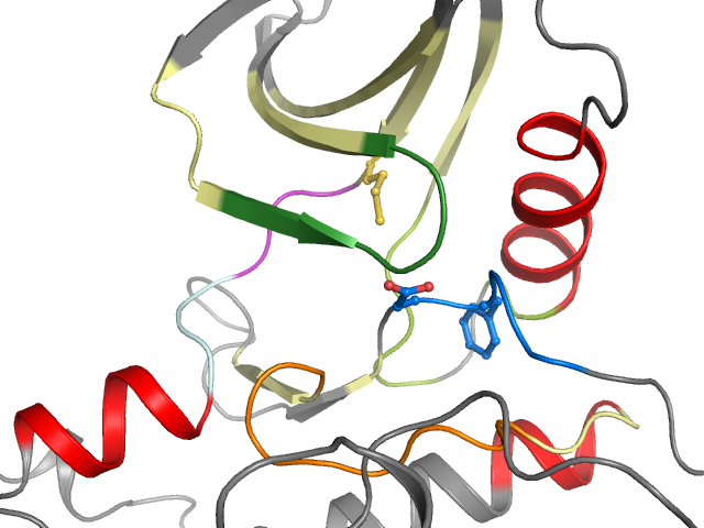 The orthosteric binding pocket