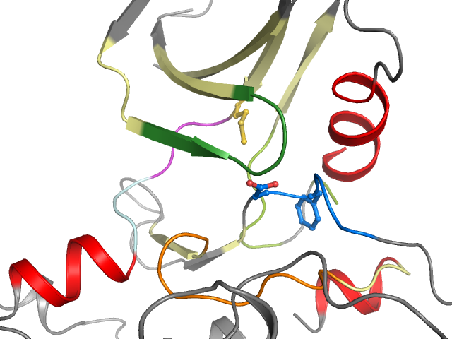 The orthosteric binding pocket