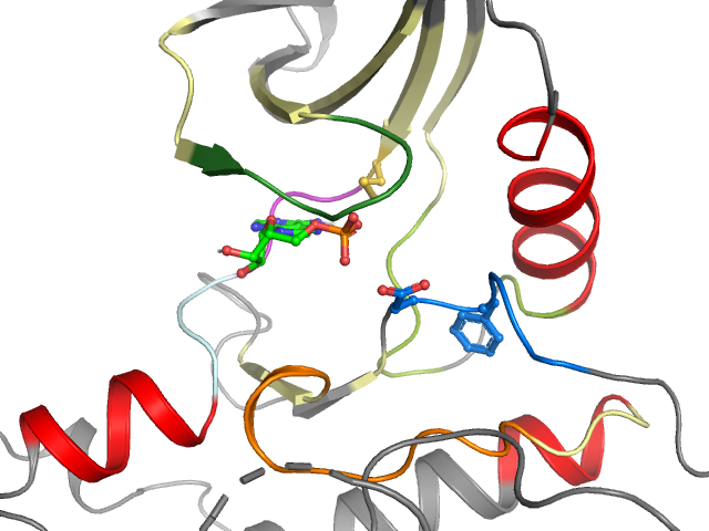 The orthosteric binding pocket