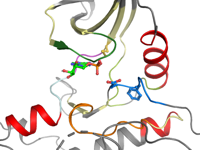 The orthosteric binding pocket