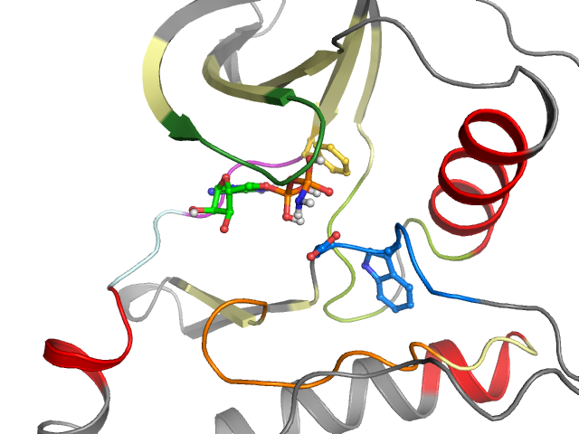 The orthosteric binding pocket