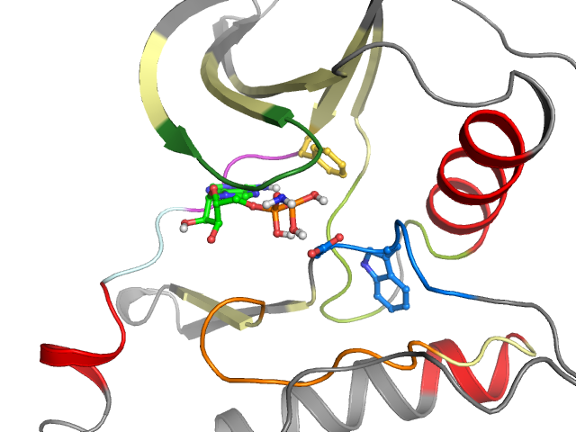 The orthosteric binding pocket