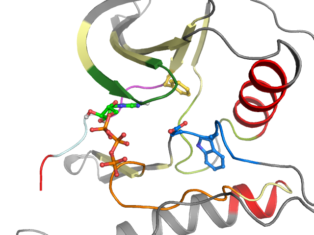 The orthosteric binding pocket
