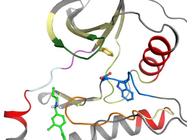 The orthosteric binding pocket
